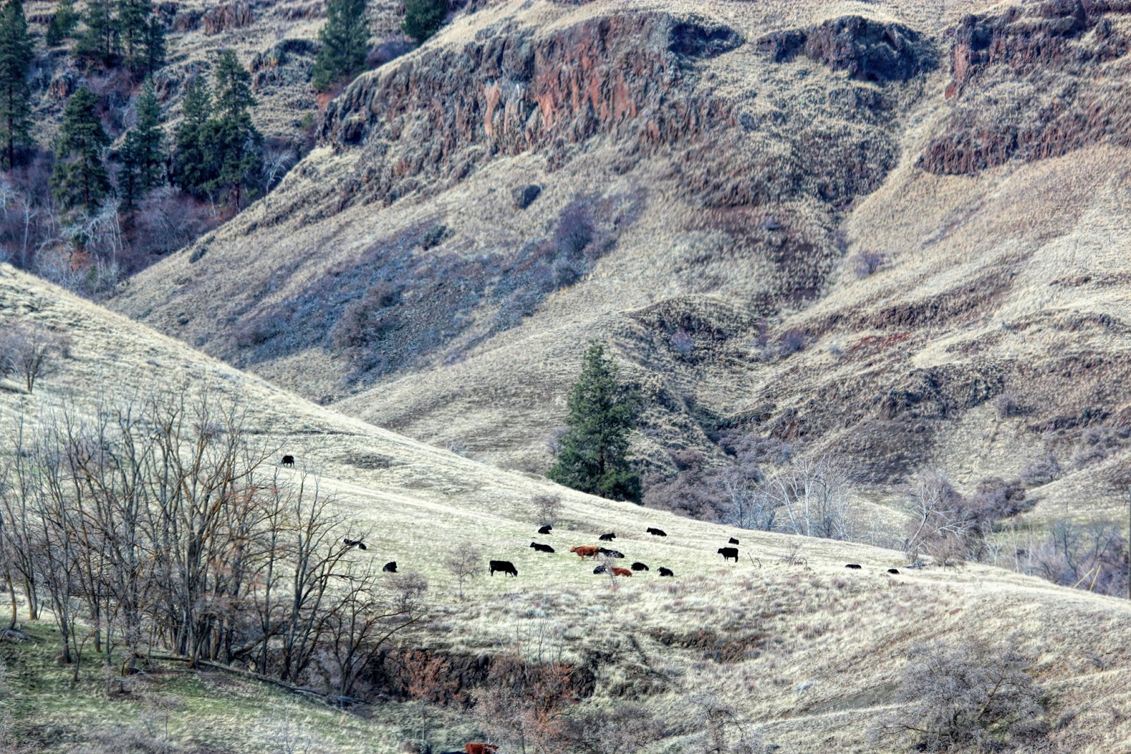 Within My Focus Visit to the "Banana Belt" of Wallowa County in winter