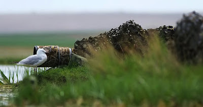 kuş fotoğrafçısı kuş fotoğrafçılığı