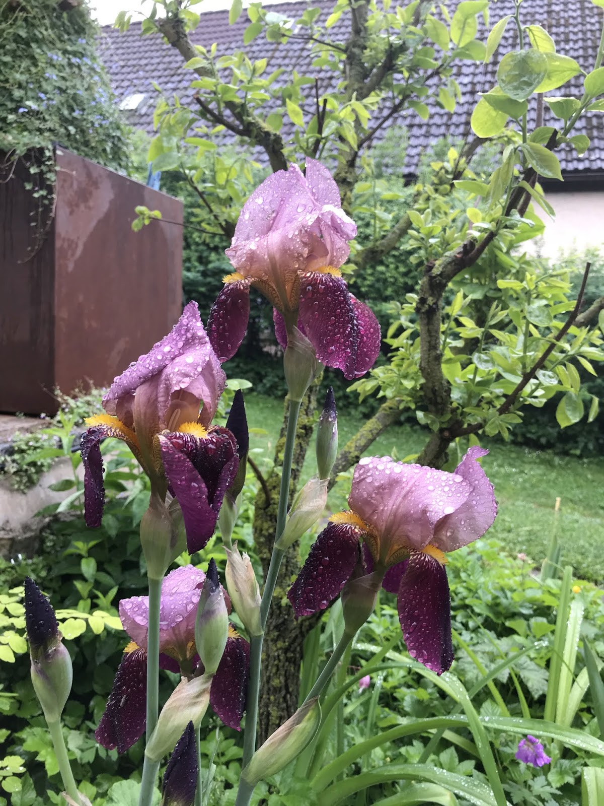 Osterstrauch Und Ein Wunderbarer Gartentag Mayodans Blog