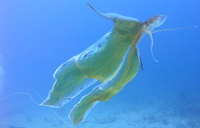 Variety of Life: Octopoda