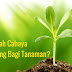 Pentingkah Cahaya dalam Berhidroponik?