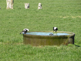 magpies