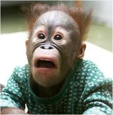 shocked+orangutan.jpg