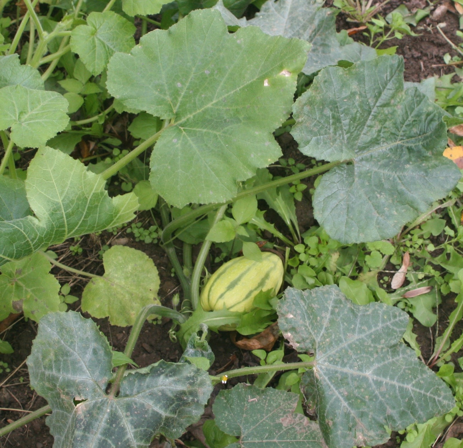 Lucindaville Delicata Squash