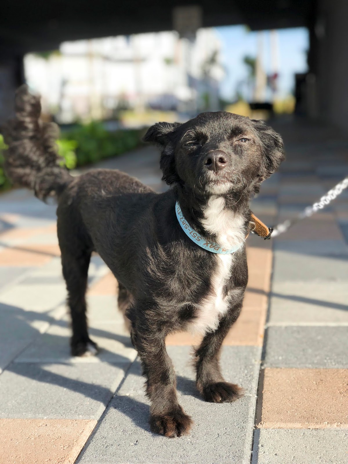 Florida Dog Walkers and Pet Sitters Miami Doggie Daycare & Boarding