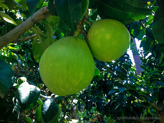 Young Fruits Trees Of Citrus Maxima Or Pomelo In The Garden At Tangguwisia Village, North Bali, Indonesia