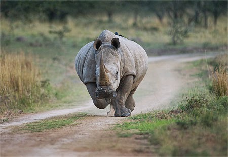 white-rhinoceros-charging.jpg