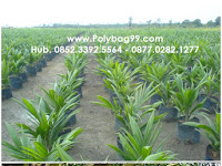 Ini Dia Konsep Pelaksanaan Bagi Untung Waralaba Pembibitan Sawit 