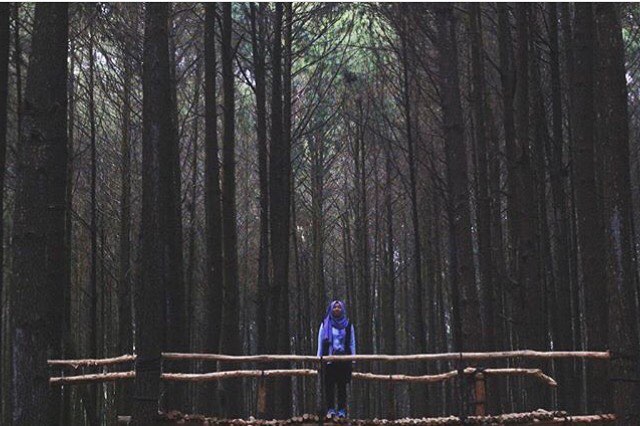 Foto Explorejogja Hutan Pinus Imogiri Bantul Wisata Alam Jogja Foto Explorejogja Hutan Pinus Imogiri Bantul Wisata Alam Jogja
