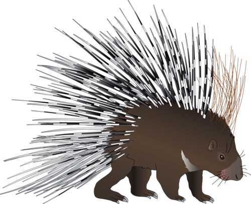 Дикобраз детский рисунок