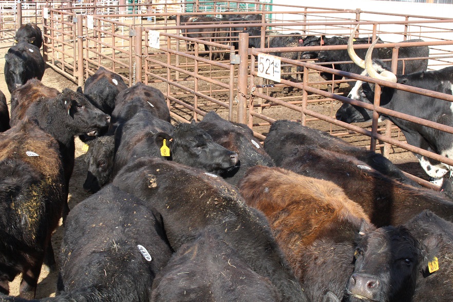 Wildbirds Broadcasting Historic Longhorn Occurs at Valentine Livestock