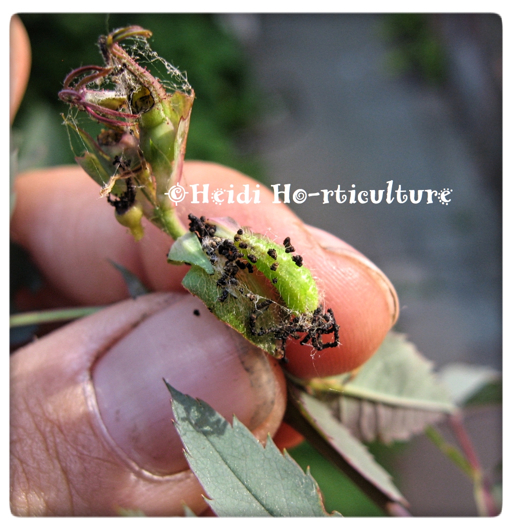 Heidi Horticulture Cnaemidophorus rhododactyla Larvae Eating Rose Buds