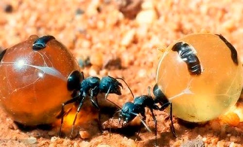 نمل العسل الغريب