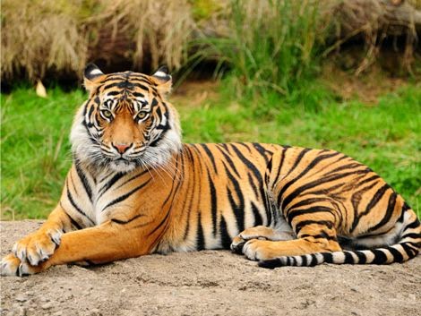 Fakta Menarik Jaguar Singa dan Harimau Sebagai Tiga Fakta Menarik Jaguar Singa dan Harimau Sebagai Tiga