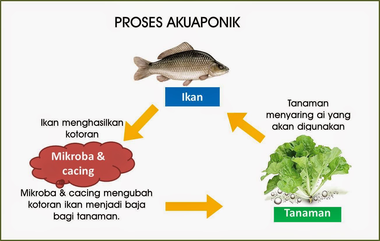 Apakah Akuaponik ~ Anjung Laman