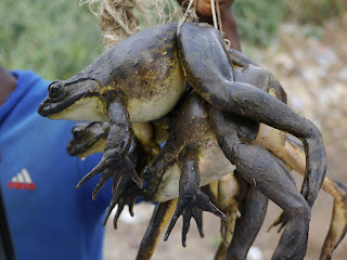African Goliath frogs for sale in Cameroon