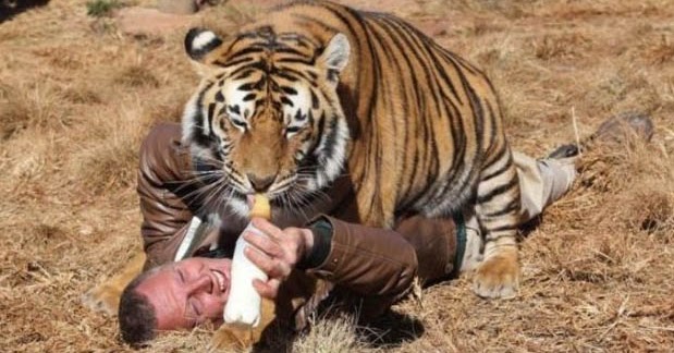 7 Arti Mimpi Dikejar Harimau menurut Primbon Jawa - ARTI MIMPI