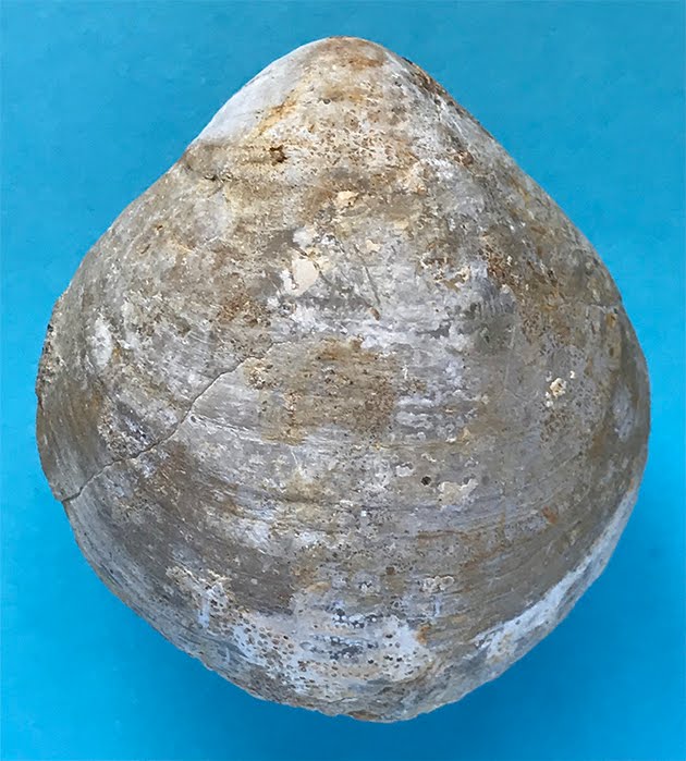 PALEO & GEO TOPICS: Comments by R. L. Squires: Articulate Brachiopods