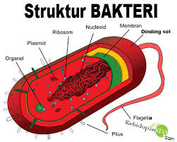 Struktur Sitoplasma Bakteri