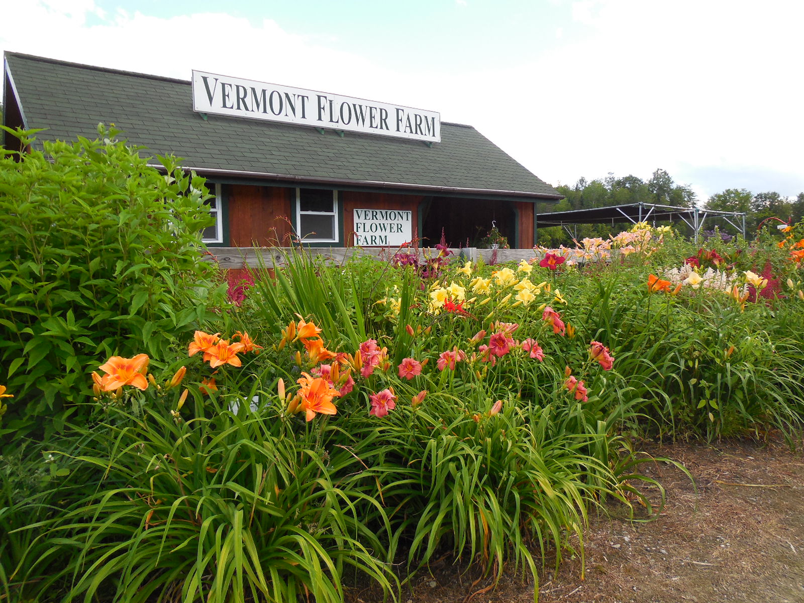 The Vermont Gardener Planting Potted Plants