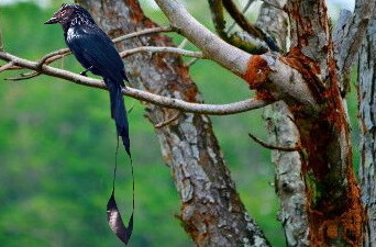 Srigunting Burung Unik Bersuara Merdu Dunia Hobi Burung