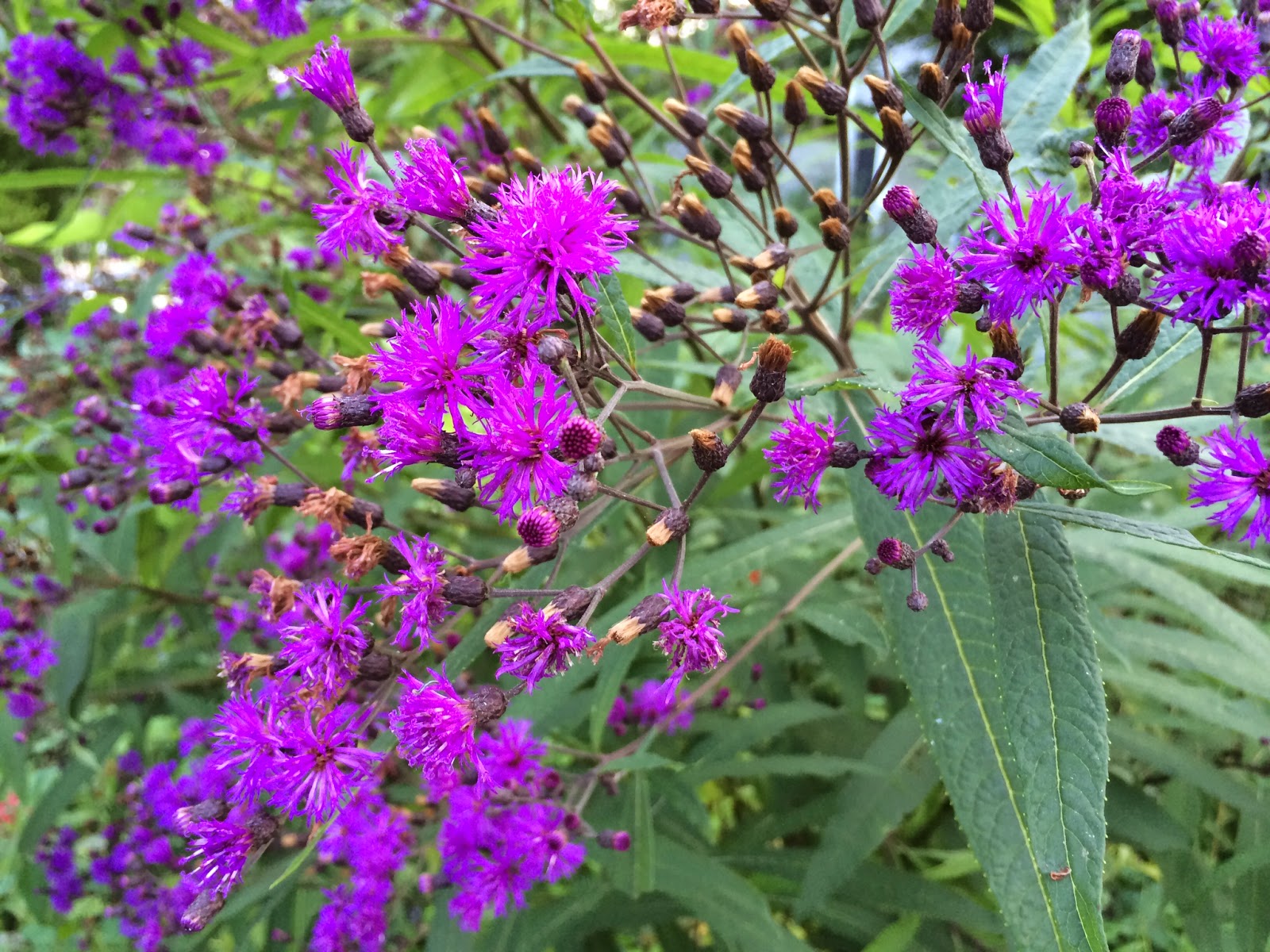 WashingtonGardener Native Spotlight New York Ironweed