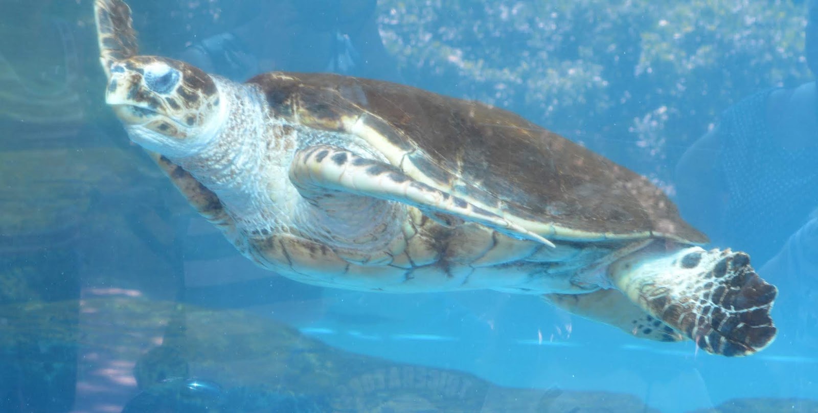 Visiting Palma Aquarium from Santa Ponsa  - sea turtle 