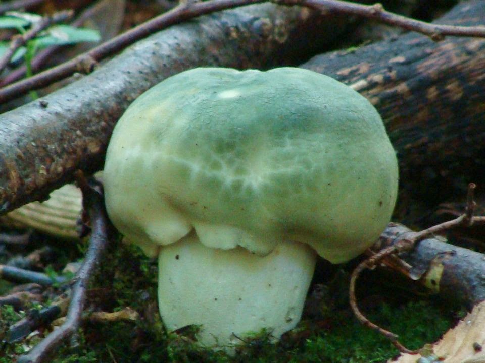 Russula virescens DSC40997