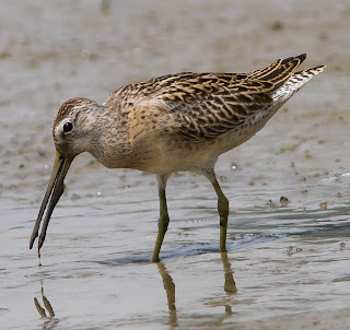 Image of a short-billed dowitcher