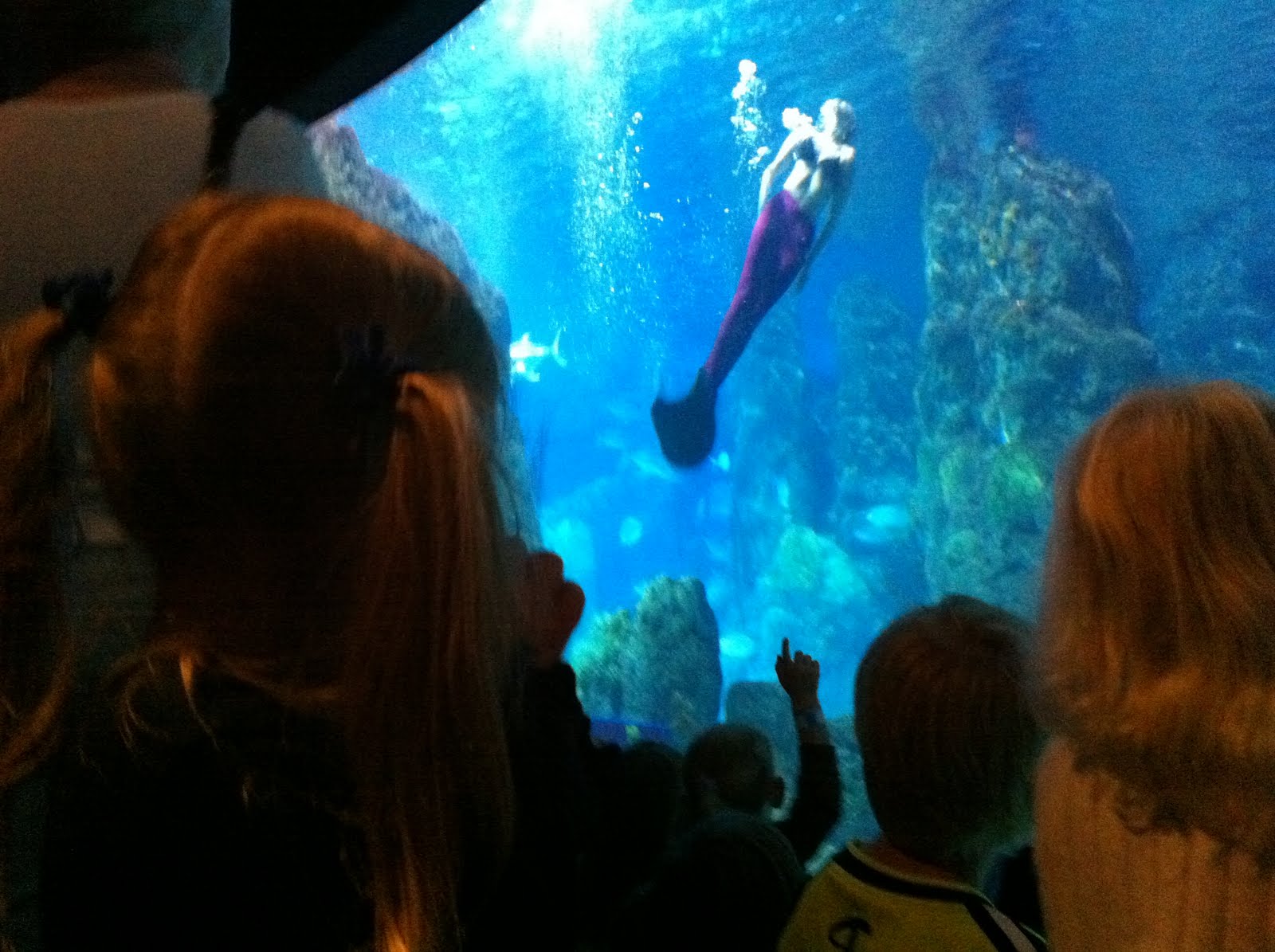 French Family Denver Aquarium