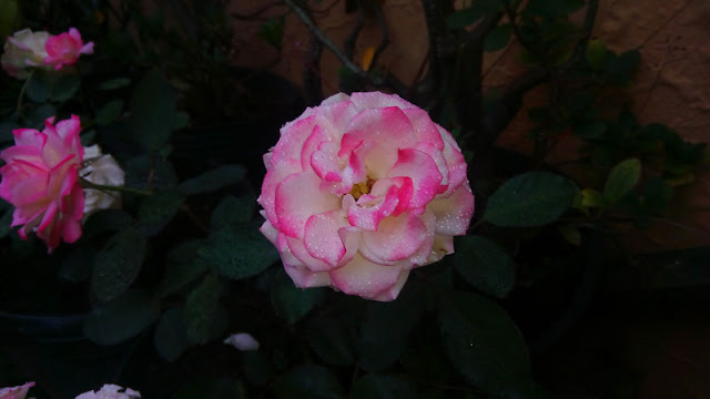 Pink Rose In My Garden Pictures