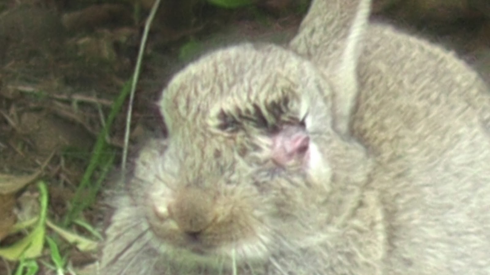Animals and kids Myxomatosis in young wild rabbits