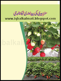 Strawberry Ki Kasht An Urdu PDF Booklet