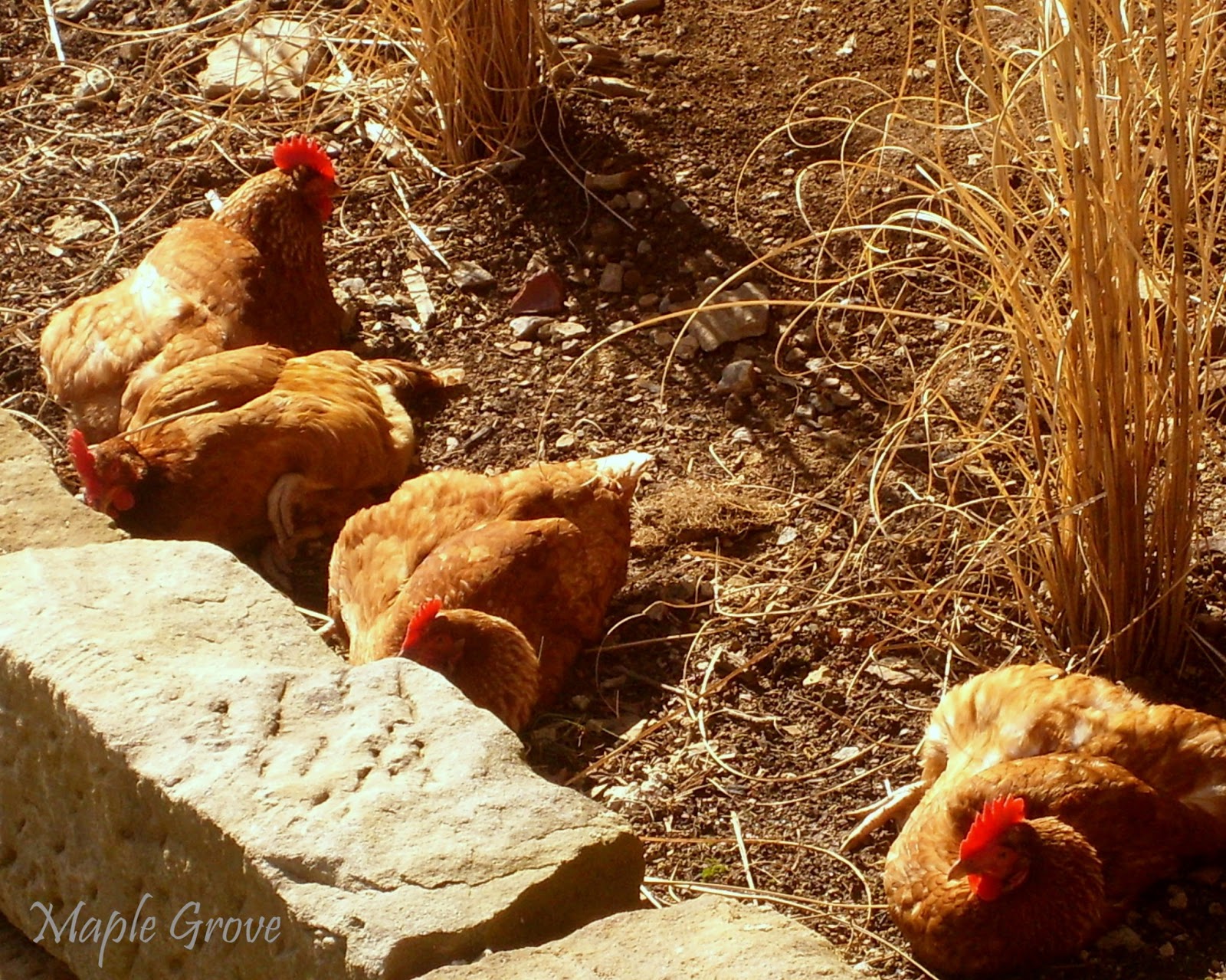 Maple Grove Why Chickens Take Dust Baths