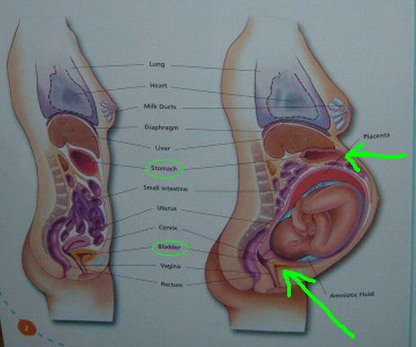 Pregnant Women Diagram 66