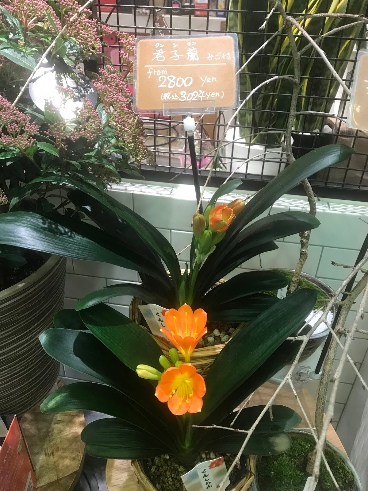 一日一言 名言 怒りはつねに愚行にはじまり 悔恨に終る ピタゴラス