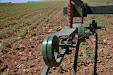 Harrowing sunflowers