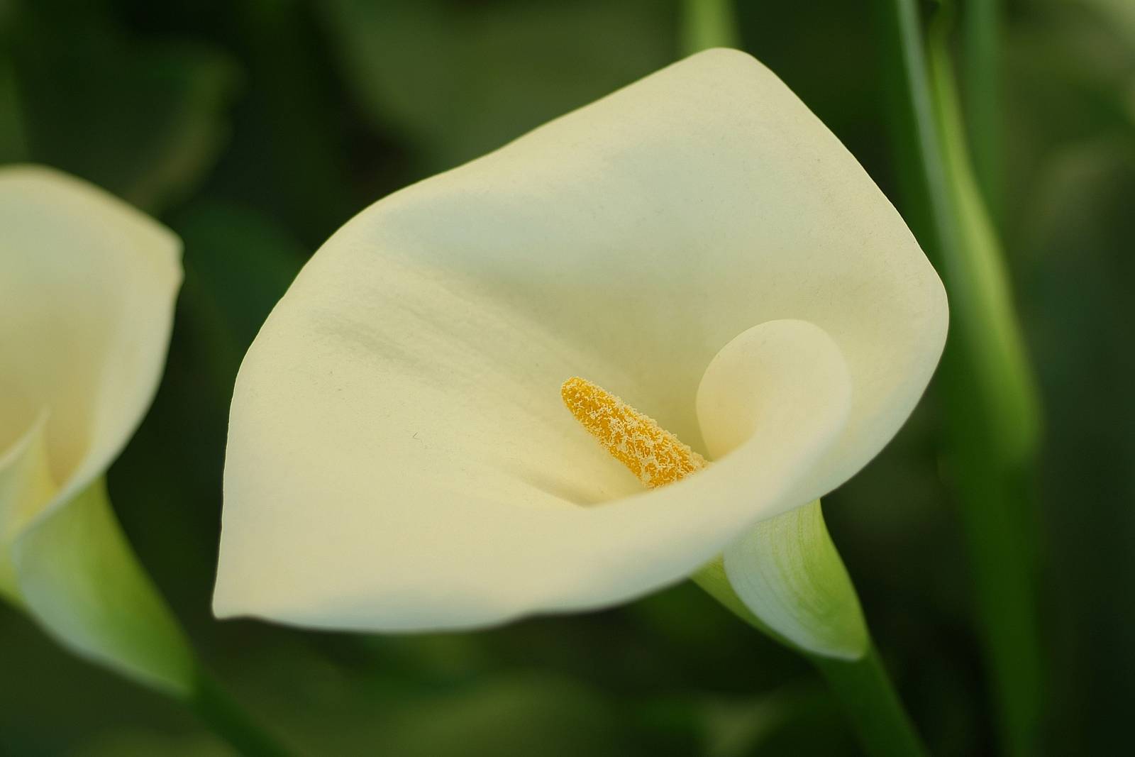 Il linguaggio dei fiori: Calla