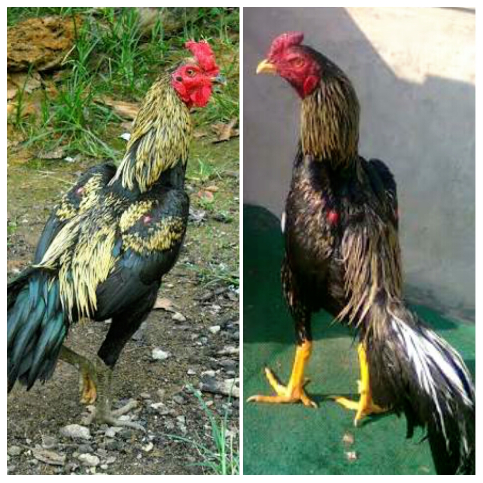 Ayam Bangkok Khas Bulu Jalak/Wido Paling Populer AYAM JAWARA KITA