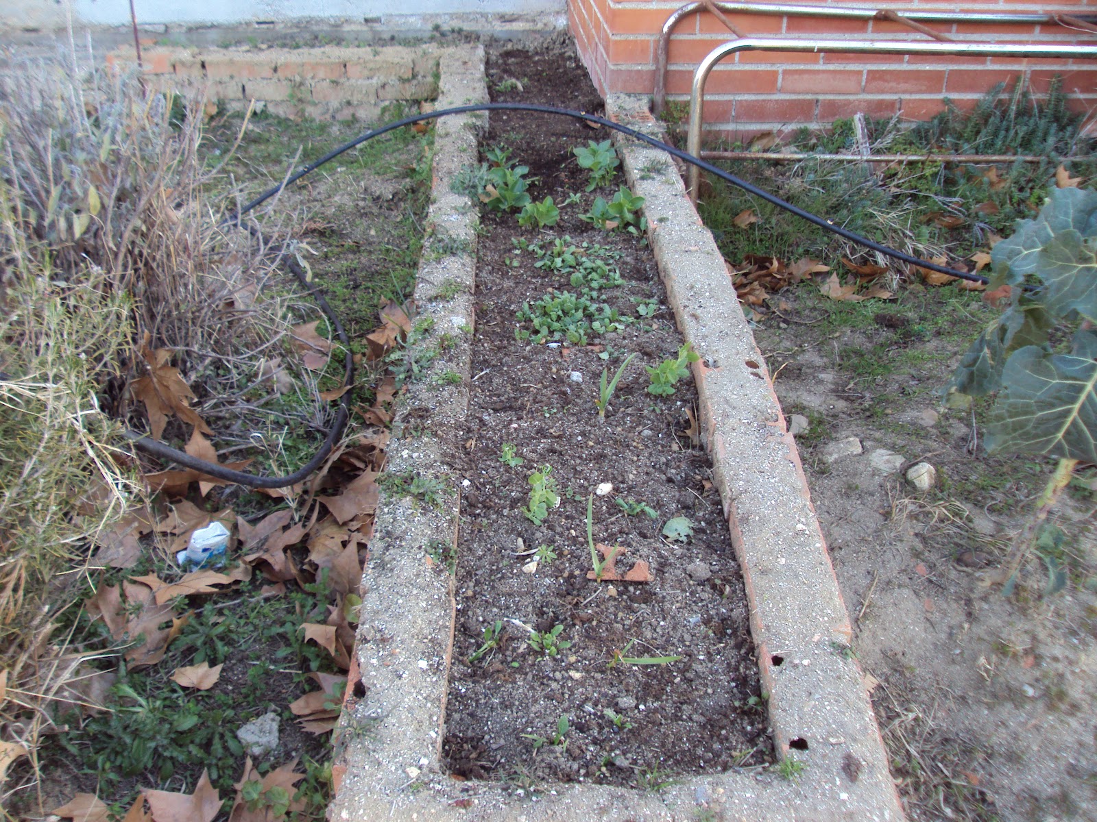 FLORES Y LABORES DE FEBRERO | En torno al huerto.
