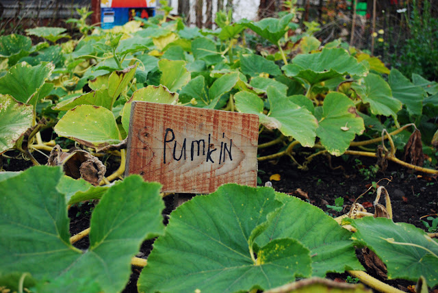 Pumkin pumpkin sign - Gorgie City Farm