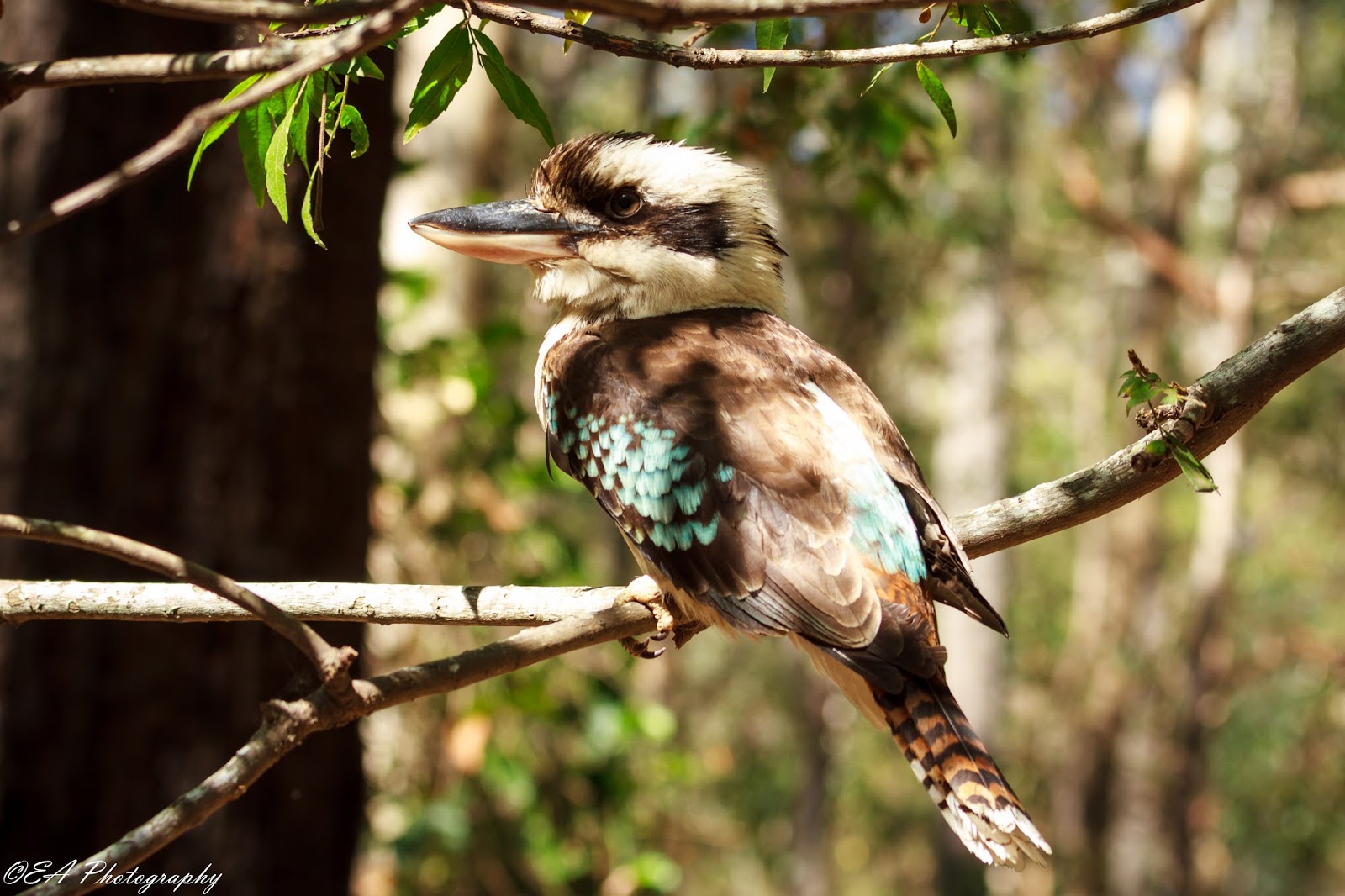 The Greatest of These is LOVE Wild Bird Wednesday Laughing Kookaburra