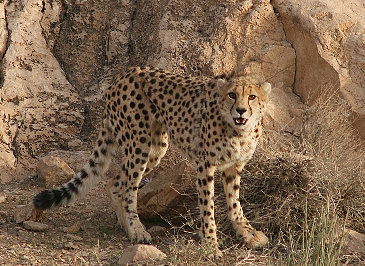 Animals of the world: Asiatic cheetah