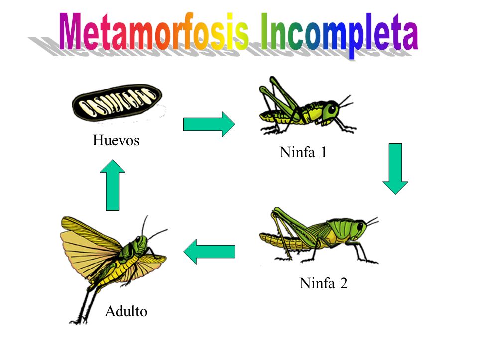 BIOLOGÍA Y GEOLOGÍA: METAMORFOSIS DE UNA MANTIS
