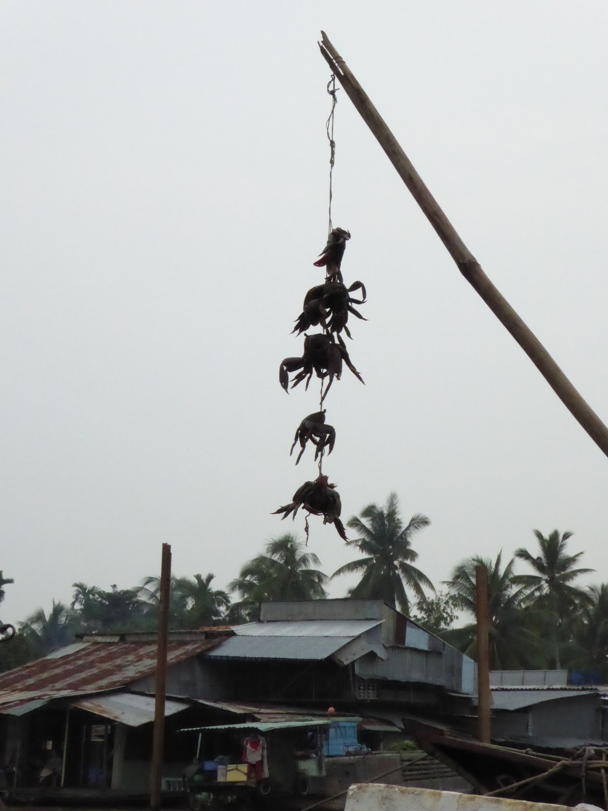 Día 3: Can Tho (delta del Mekong)- Hanoi - Vietnam. 19 dias. Consejos, detalles y etapas (10)