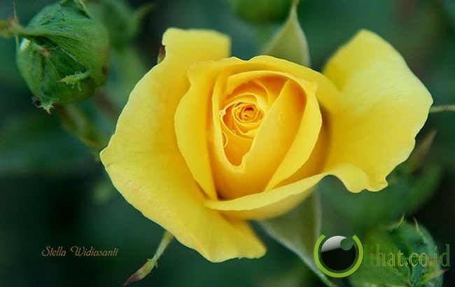7 Arti Warna yang Terdapat pada Bunga Mawar kejadian unik