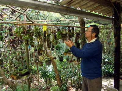 Masuji Kayasima e as micro-orquídeas