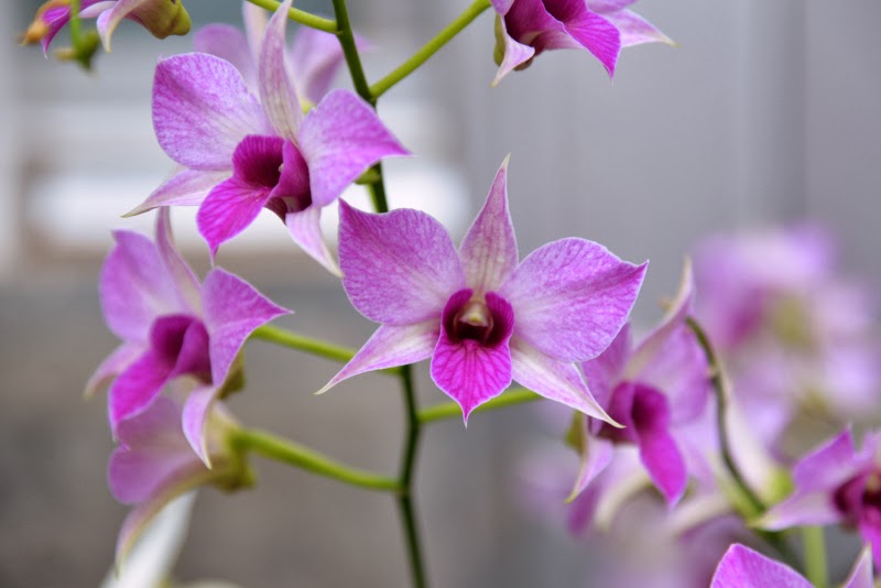 dissolved into something: Cleveland Botanical Garden's Orchid Show