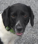 10/02/11 Jake URGENT URGENT Spaniel/Pointer Mix: Warren, OH Medium • Young • Male