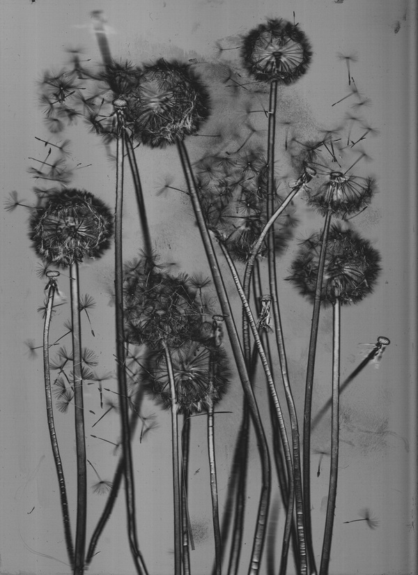 Basic New Media UTSA: Scanography Examples